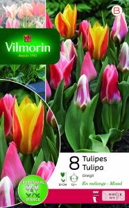 Tulipe Greigii en Mélange (x8)